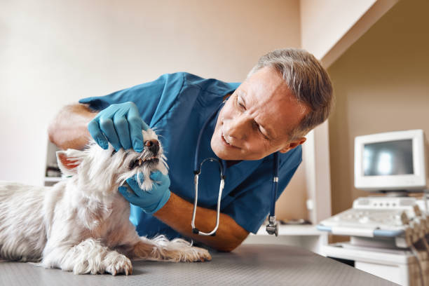 Best Emergency Dentist Near Me  in Surrey, ND